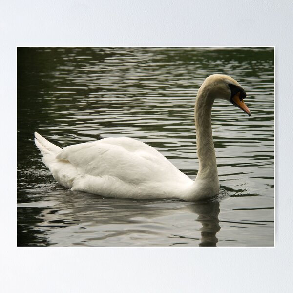 Item preview, Swan in the Lake designed and sold by ValeriesGallery.