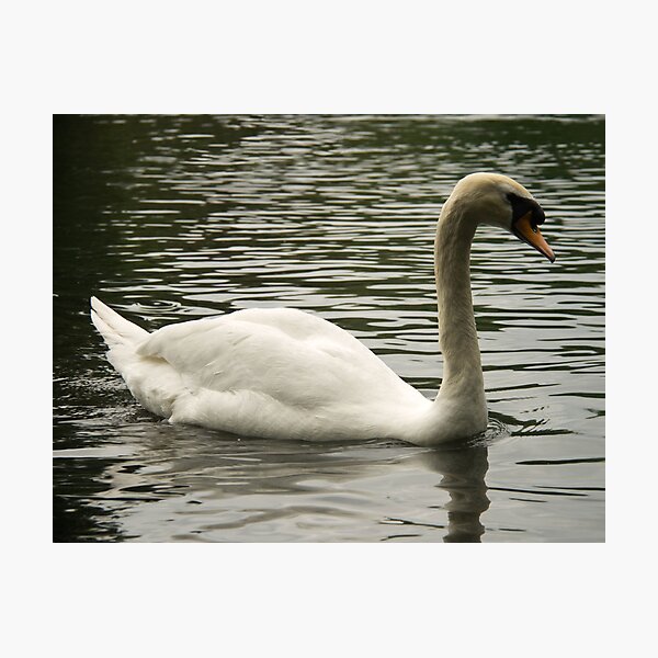 Item preview, Swan in the Lake designed and sold by ValeriesGallery.