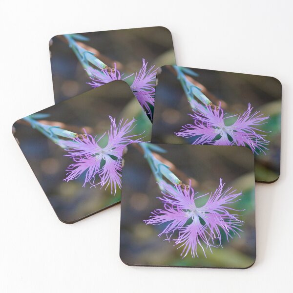 Item preview, Dianthus superbus designed and sold by Emmaline Jones.