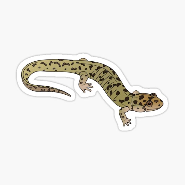 Item preview, Seal Salamander (Desmognathus monticola) designed and sold by Fran  Creates Art.
