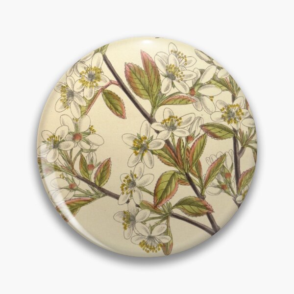 Item preview, Amelanchier oligocarpa 139 8499 designed and sold by EsotericBotanic.