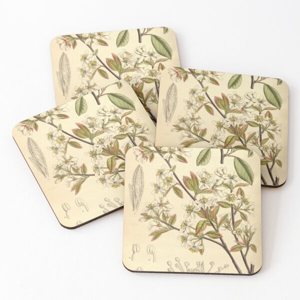 Item preview, Amelanchier oligocarpa 139 8499 designed and sold by EsotericBotanic.