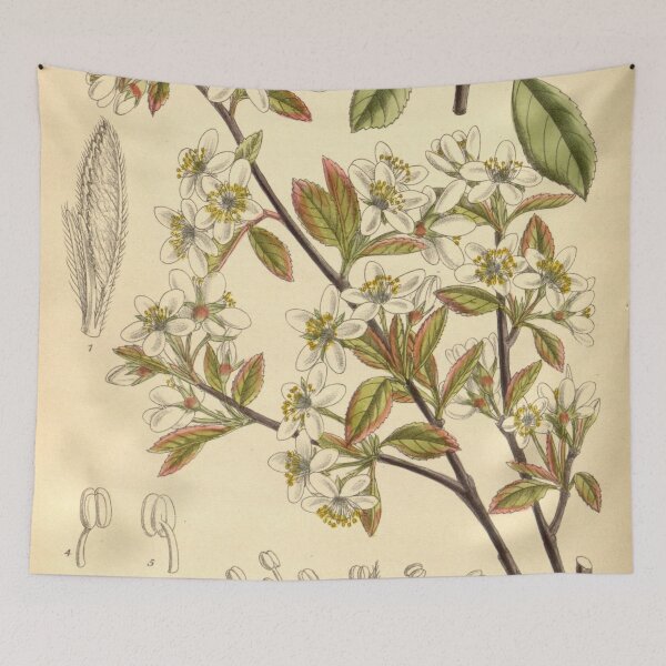 Item preview, Amelanchier oligocarpa 139 8499 designed and sold by EsotericBotanic.