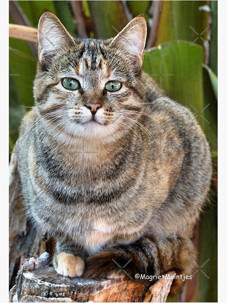 AFRICAN WILD CAT Felis silvestris lybica Photographic Print
