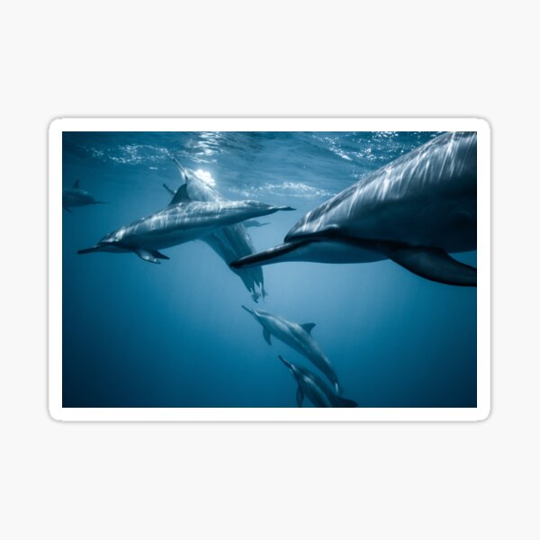 DOLPHINS GOING FOR SWIM Sticker