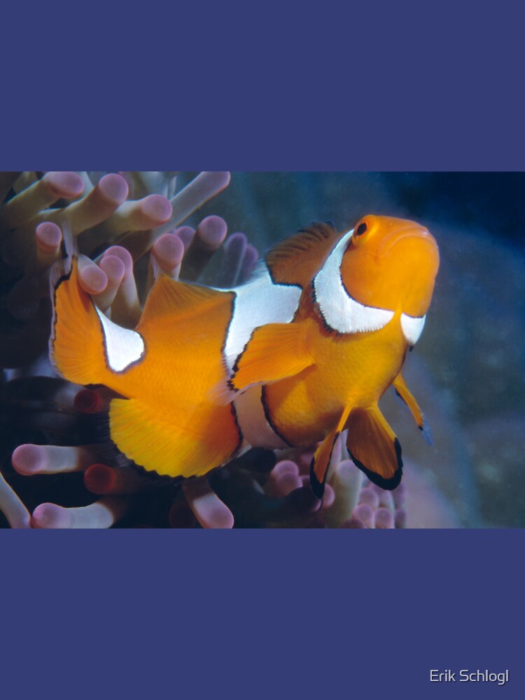 Clown Anemonefish by eschlogl