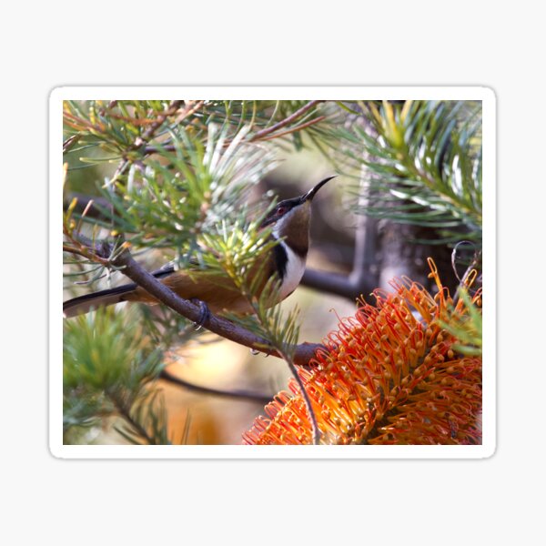 Eastern Spinebill Sticker