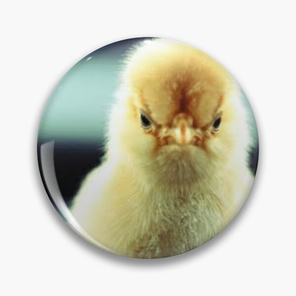Item preview, Angry chick designed and sold by Madventures South Australia.