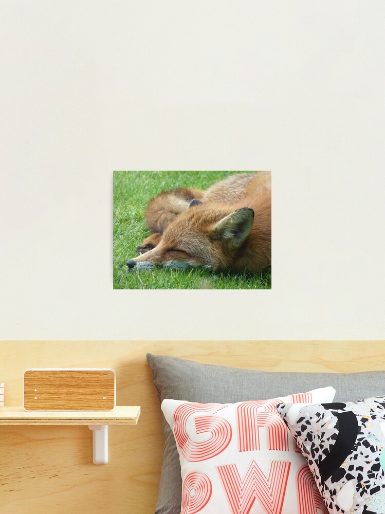 Thumbnail 2 of 3, Photographic Print, Sleeping Fox designed and sold by motornationgame.