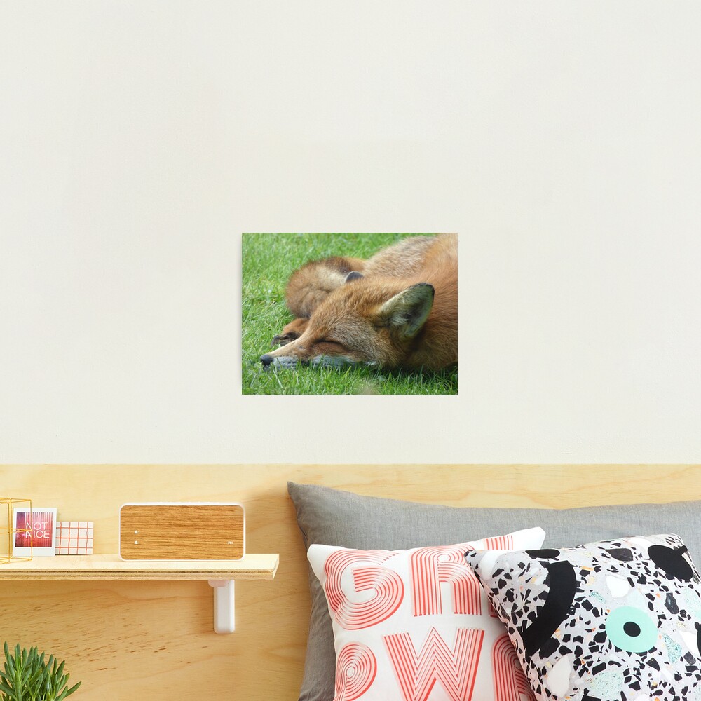 Sleeping Fox Photographic Print