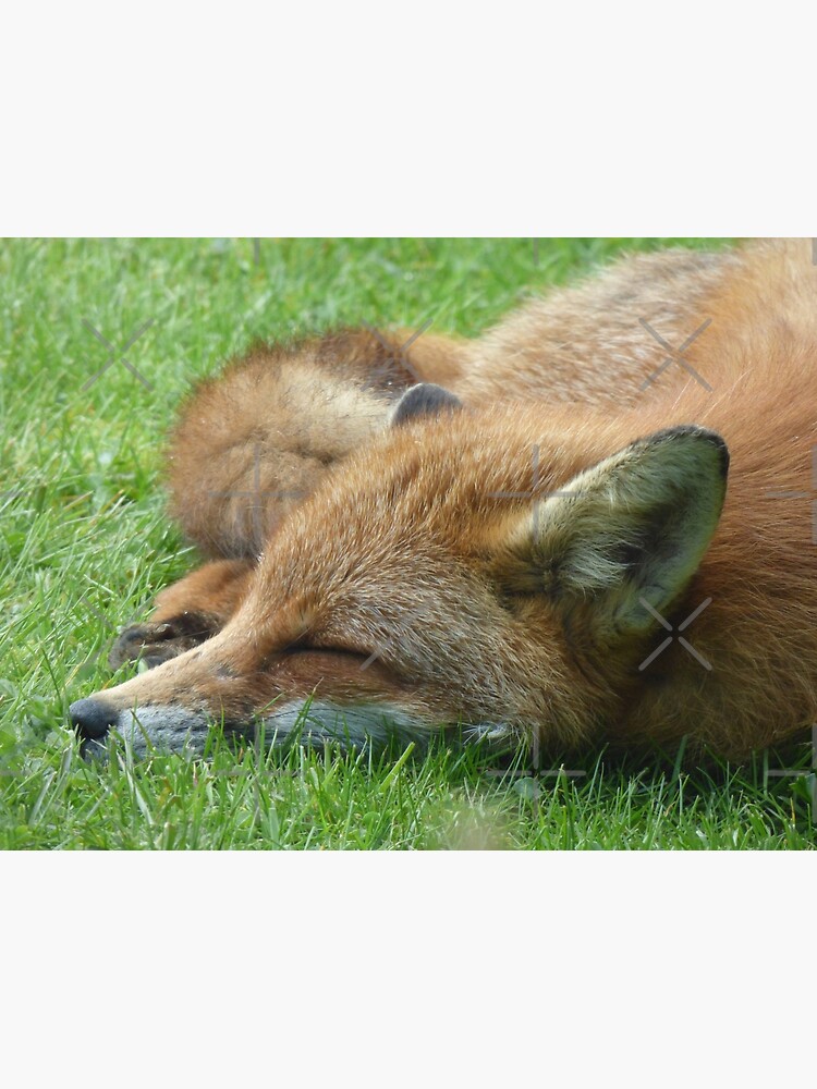Sleeping Fox by motornationgame