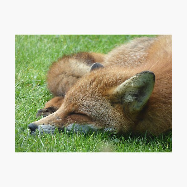 Sleeping Fox Photographic Print