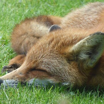 Artwork thumbnail, Sleeping Fox by MotorNation.net