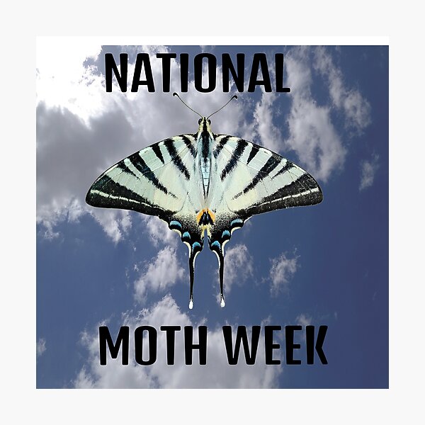 Item preview, National moth week designed and sold by basileiossav.