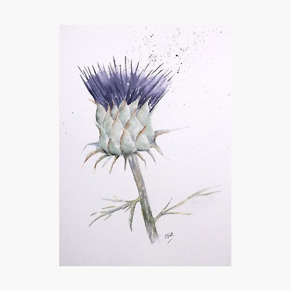 New Life Photographic Print