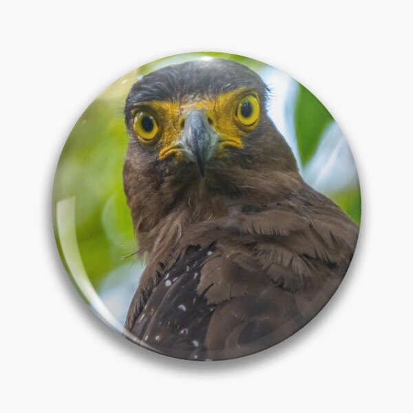 Artikelvorschau, Schlangenadler mit Haube entworfen und verkauft von David ST Loh Images.