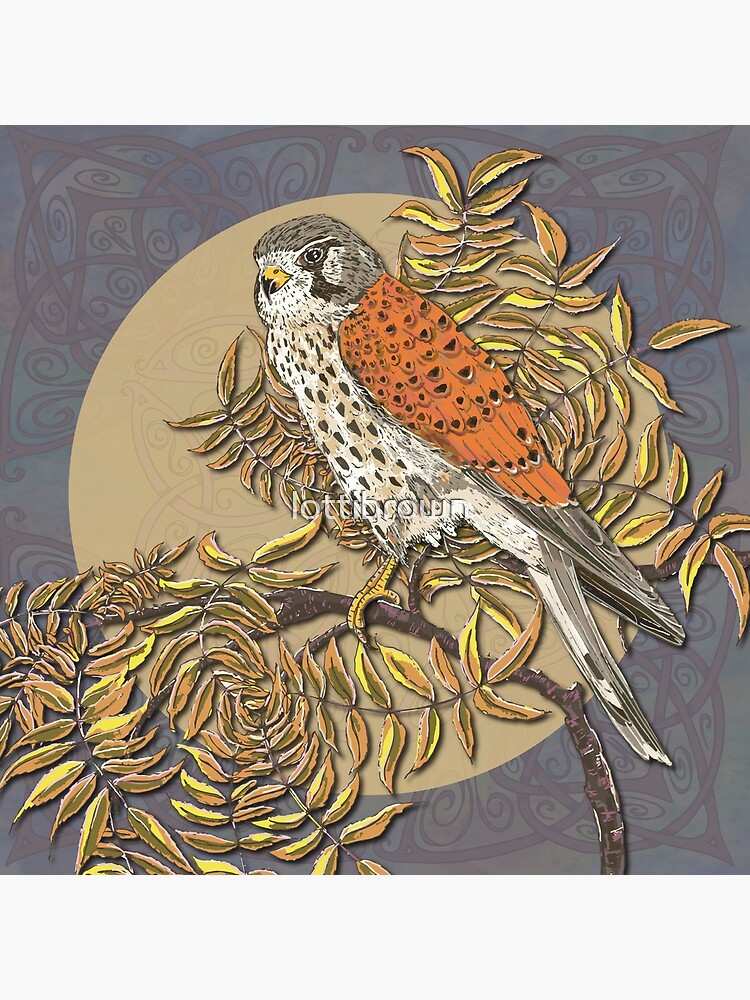 Celtic Kestrel by lottibrown