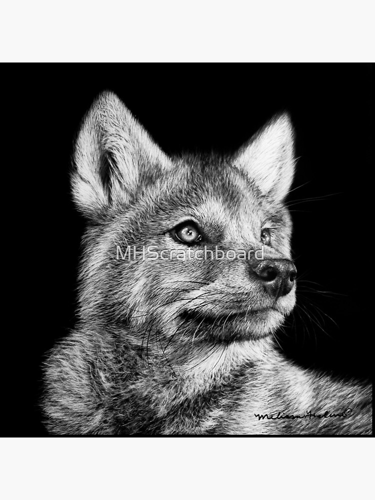 Wolf Pup Black and White Art by MHScratchboard