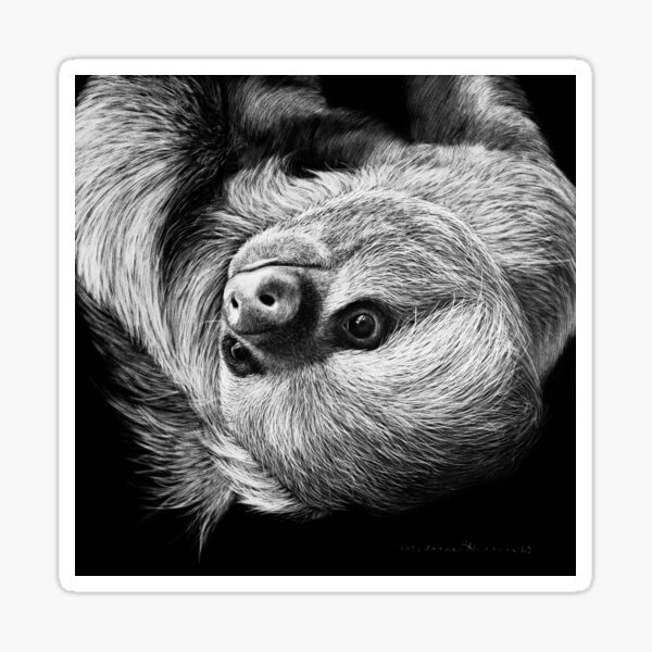 Sloth Black and White Artwork Sticker