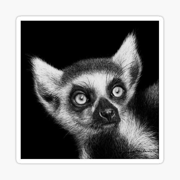 Ring-tailed Lemur Black and White Artwork Sticker
