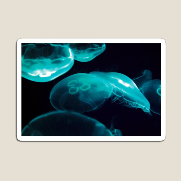 Jellyfish Magnet