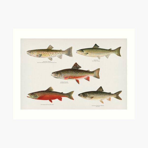 Salmon And Trout Art Print for Sale by bluespecsstudio