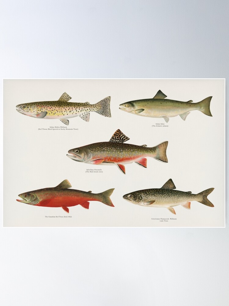 Vintage Trout Fly Fishing Art Picture Print Silk Poster Home Wall
