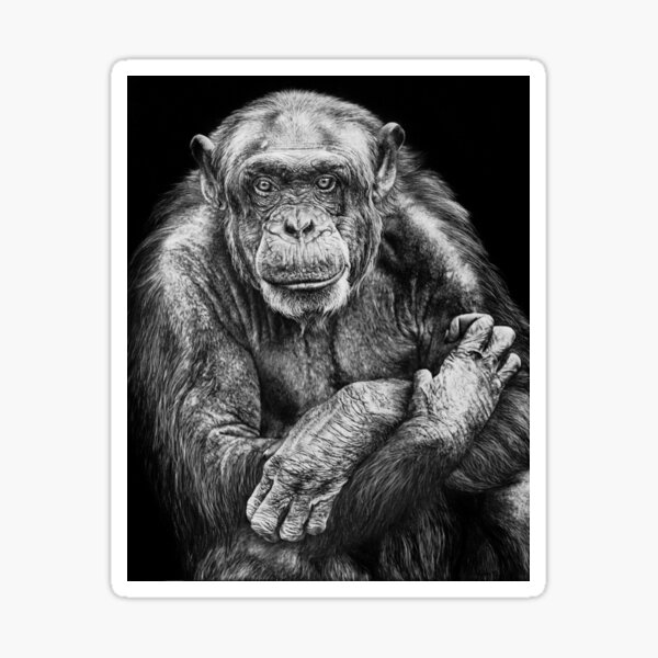 Chimpanzee Black and White Artwork Sticker