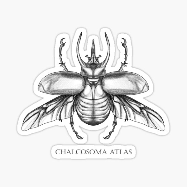 Item preview, Chalcosoma Atlas beetle biology insect designed and sold by sophieklen.