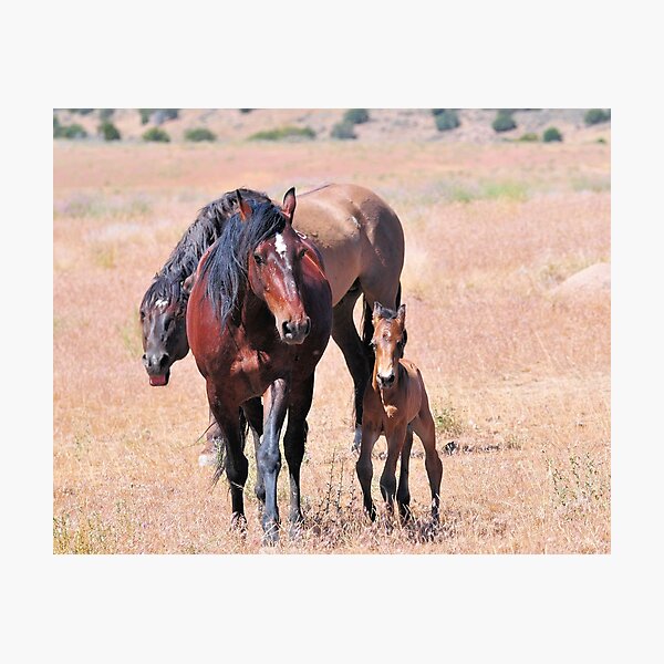 Item preview, Newborn Foal's First Steps designed and sold by Kelly Jay.