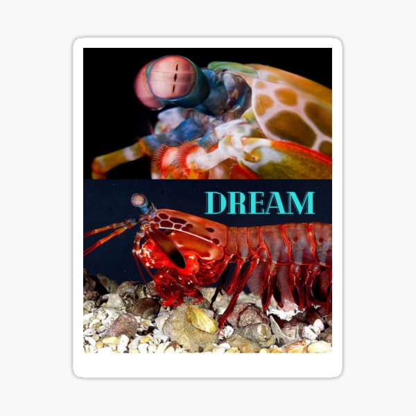 the dream Sticker