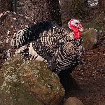Artwork thumbnail, turkey by R-York