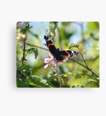 " Admiral Rosa " Canvas Print