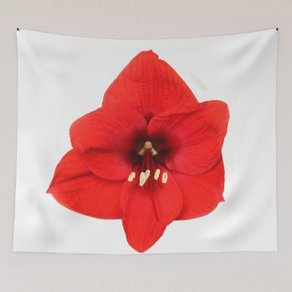 Item preview, Red Lion Amaryllis  designed and sold by heatherfriedman.
