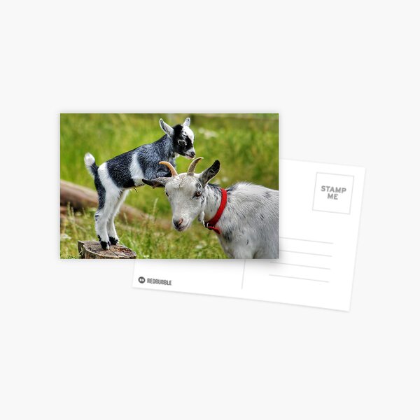 Can I have a Ride Mom !! Postcard