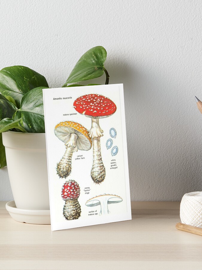 The Anatomy of a Mushroom Art Print 