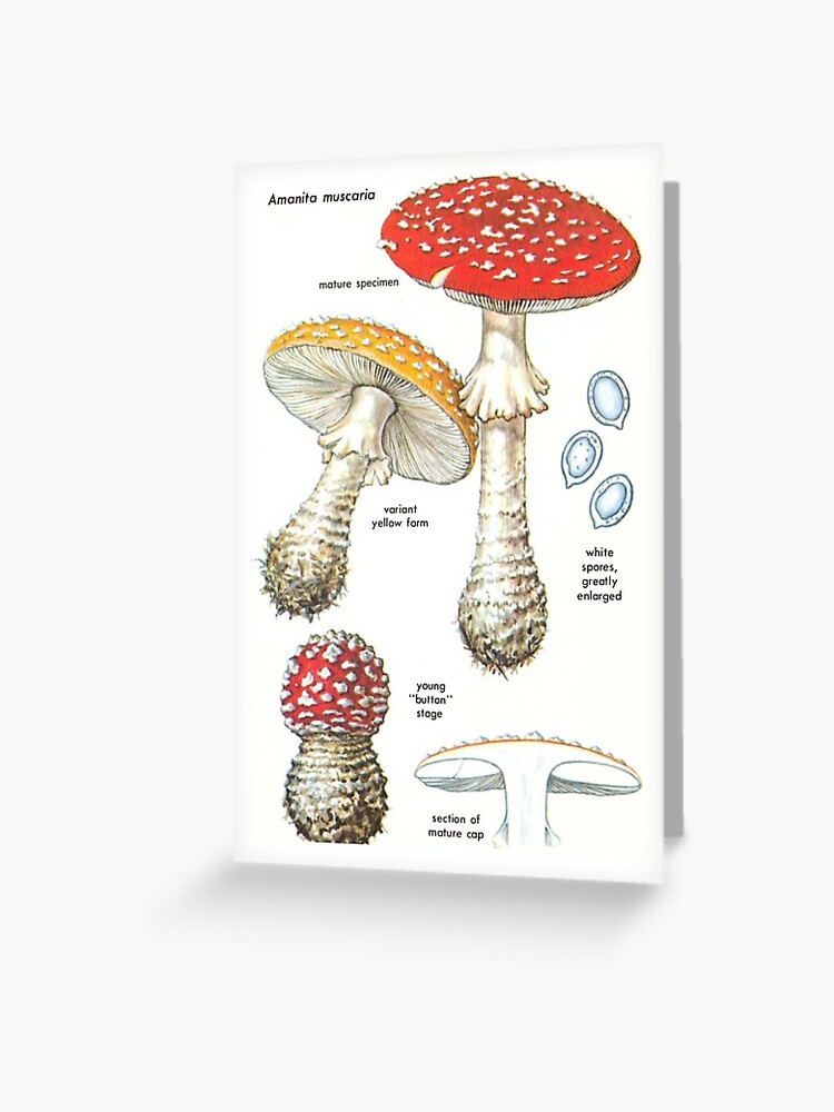 Carte de vœux for Sale avec l'œuvre « Fée aux champignons verts mangeant du  pudding aux mûres (sculpture) » de l'artiste Verianae's Mythical Creatures