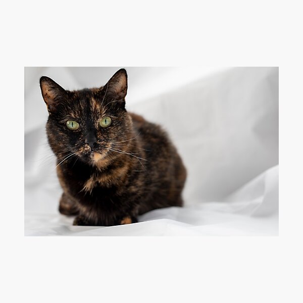 Item preview, Cute Tortoiseshell Cat designed and sold by LizzieMaher.