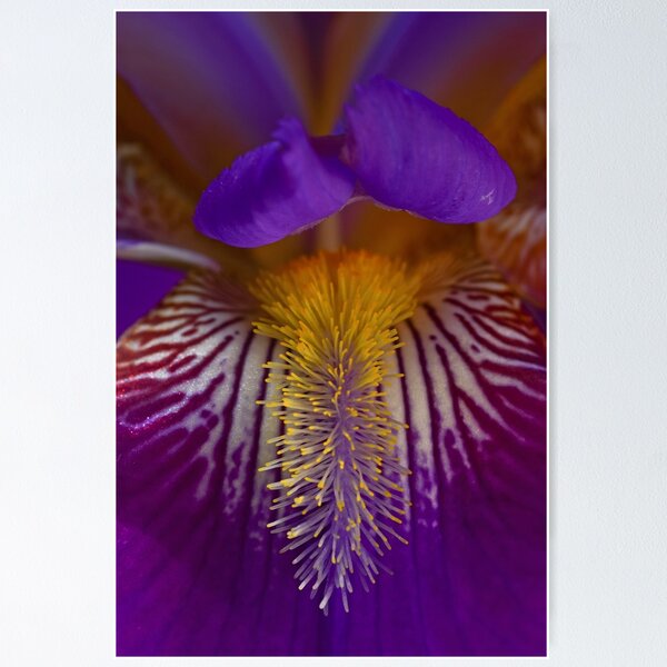 Item preview, A Bearded Iris (Iris germanica) is captured in this macro image designed and sold by ThomMorris.