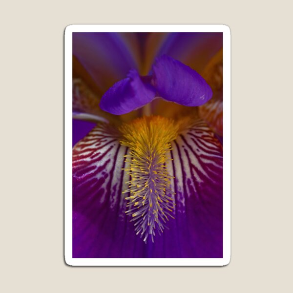 Aperçu de l'œuvre Un iris barbu (Iris germanica) est capturé dans cette image macro créée et vendue par ThomMorris.