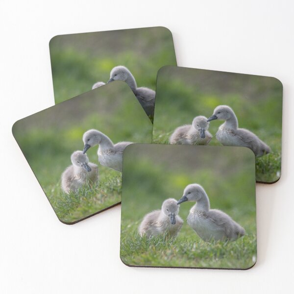 Item preview, Cygnets designed and sold by Steve Liptrot Photography.