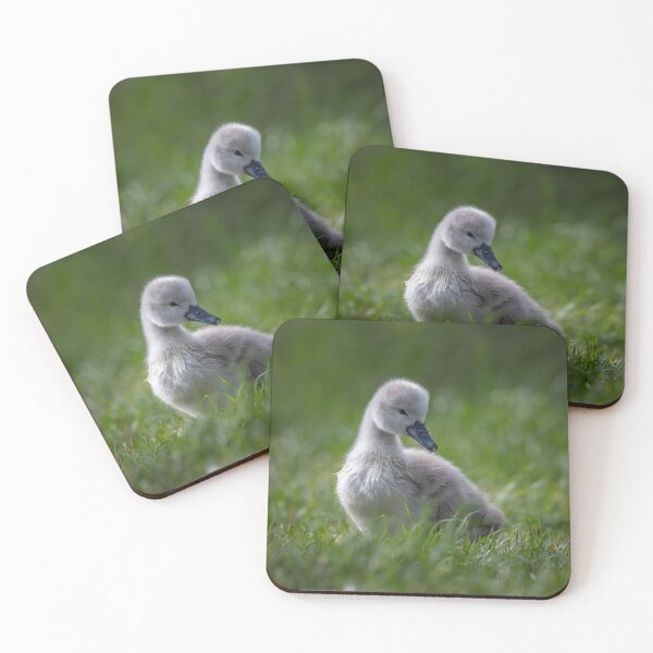 Item preview, Mute Swan Cygnet designed and sold by Steve Liptrot Photography.