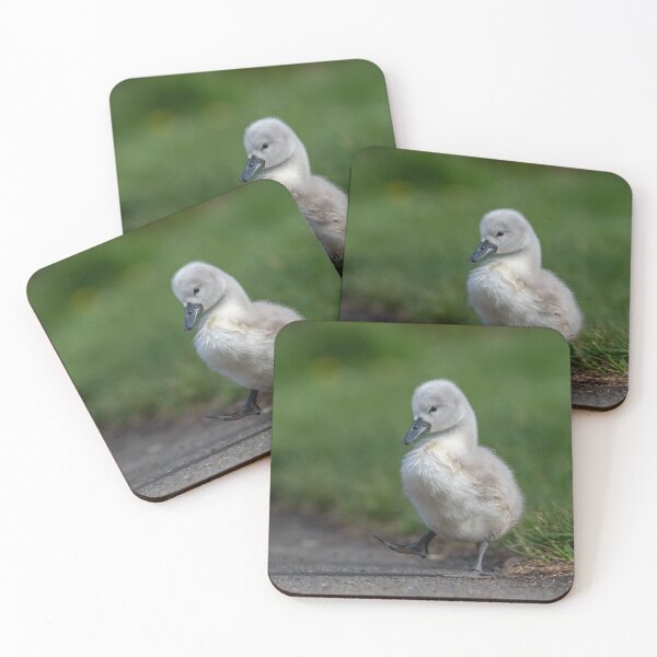 Item preview, Cygnet designed and sold by Steve Liptrot Photography.