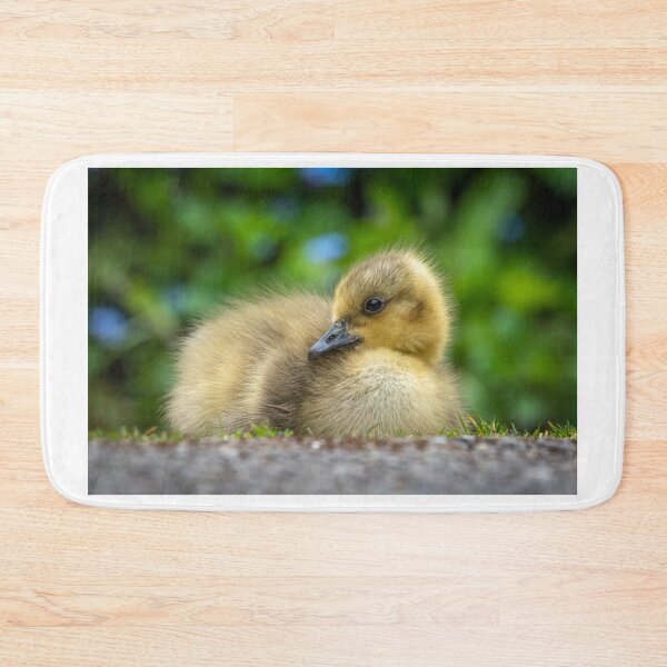 Item preview, Canada Goose Gosling designed and sold by Steve Liptrot Photography.