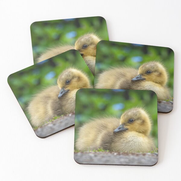 Item preview, Canada Goose Gosling designed and sold by Steve Liptrot Photography.