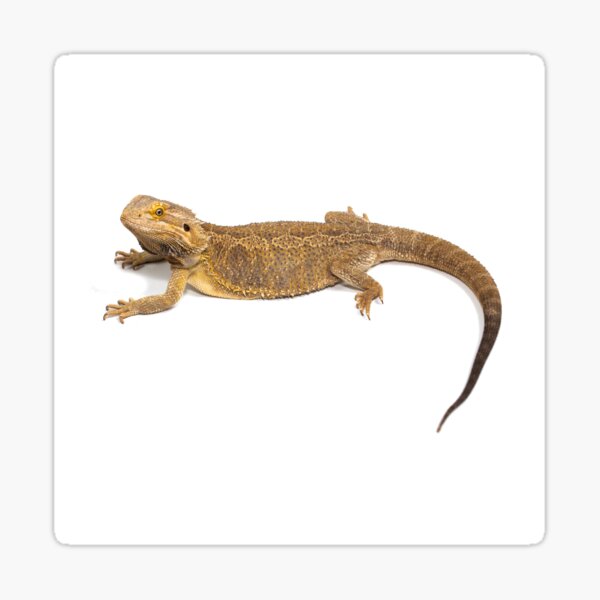 Item preview, Bearded Dragon designed and sold by MF  Photography.