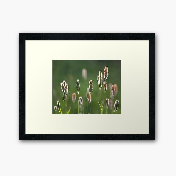 Grass heads Framed Art Print