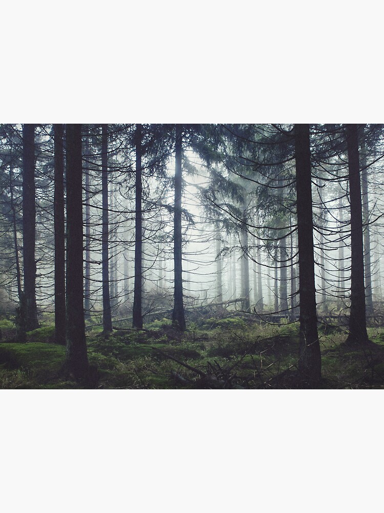 Through The Trees by tekay