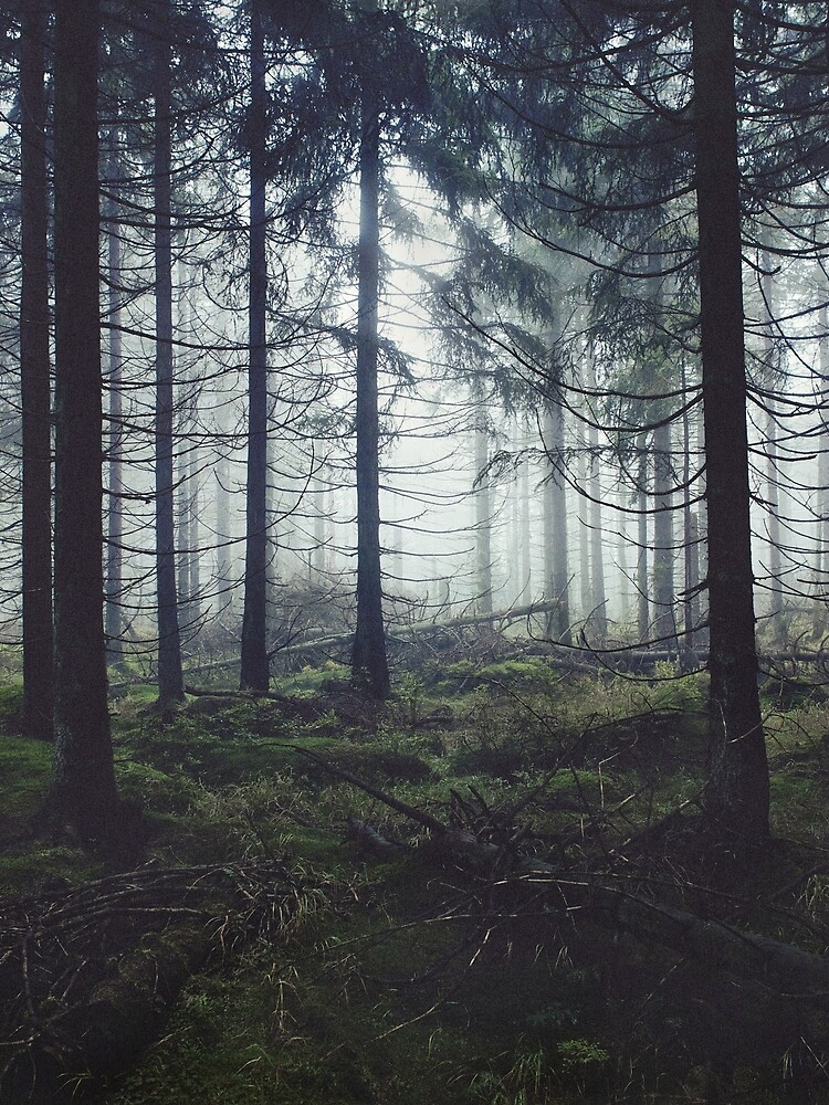 Through The Trees by tekay