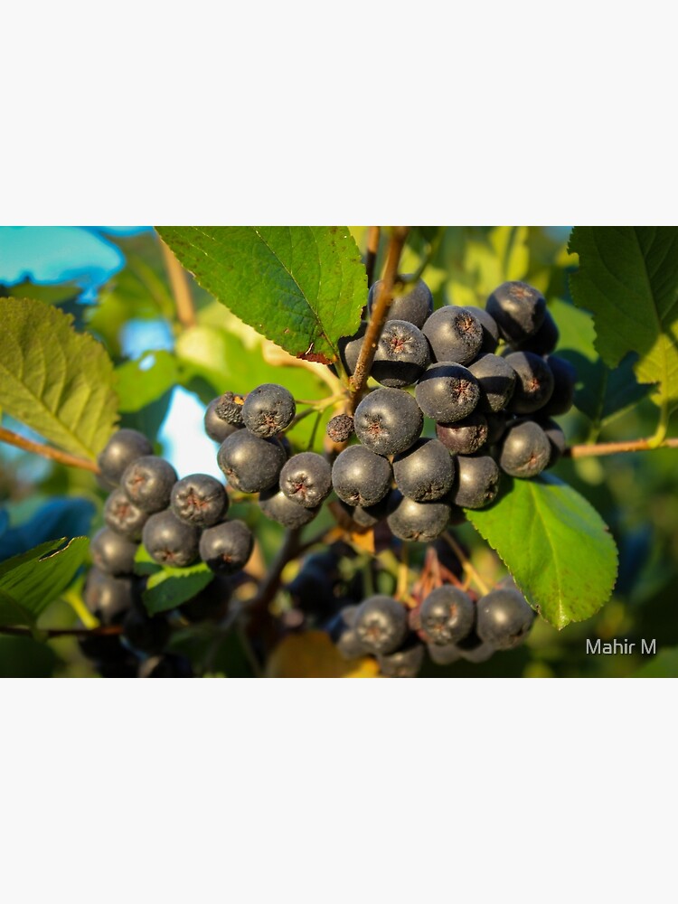 Disover Black chokeberry bush with ripe berries Premium Matte Vertical Poster